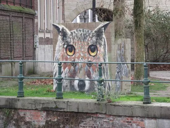 Foxowl