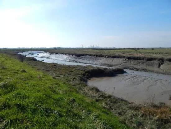 RSPB West Canvey Marsh