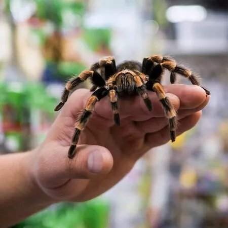 Spiders and Scorpions Exhibition