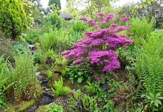 Plant World Gardens & Nursery