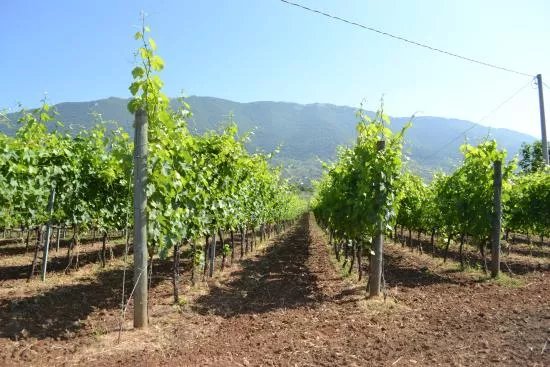 Antiche Cantine Mario Terenzi