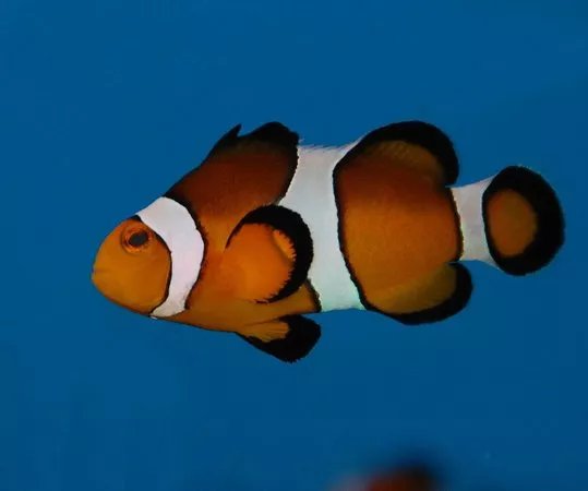 Lake District Coast Aquarium
