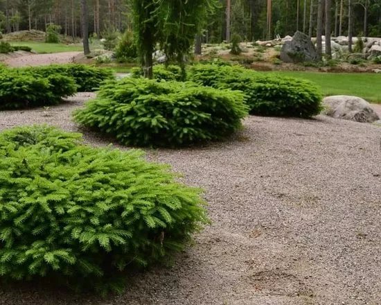 Ilolan Arboretum ja Taimisto