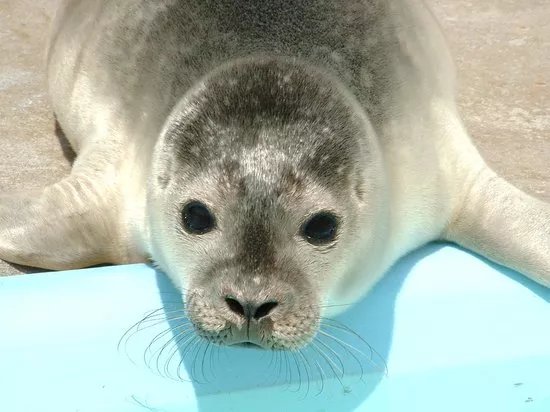 Natureland Seal Sanctuary