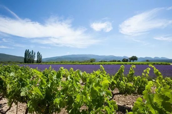 Domaine de Montine