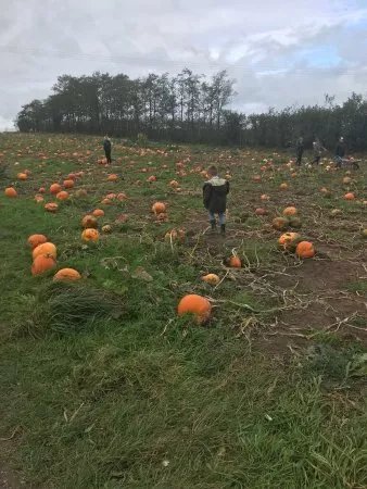 Woore Fruit Farm