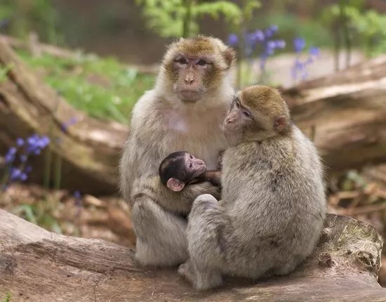 La Montagne des Singes