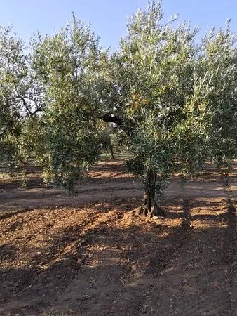 Azienda Agricola Moceri Giuseppe.