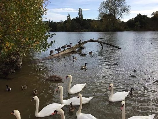 Earlswood Common