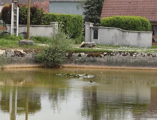 Bassin du Sauget
