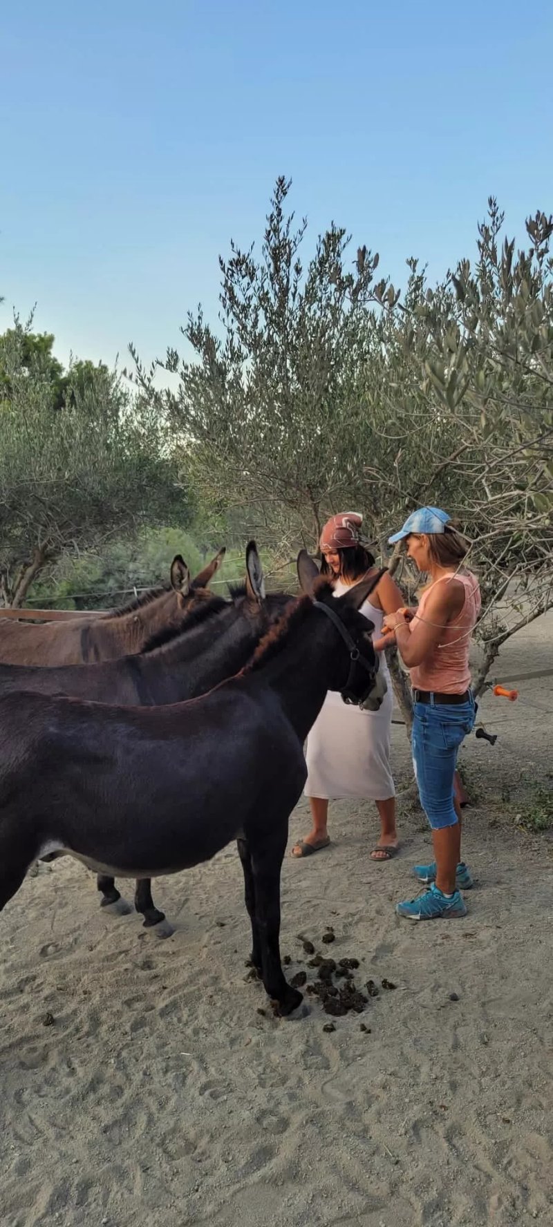 Happy ears donkey sanctuary Rhodos
