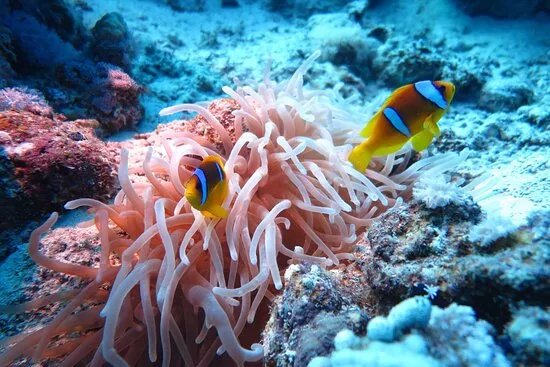 House Reef