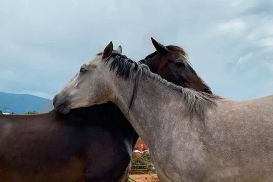 Centro Hipico Savvy Tenerife / Horse riding Tenerife / Reiten Teneriffa