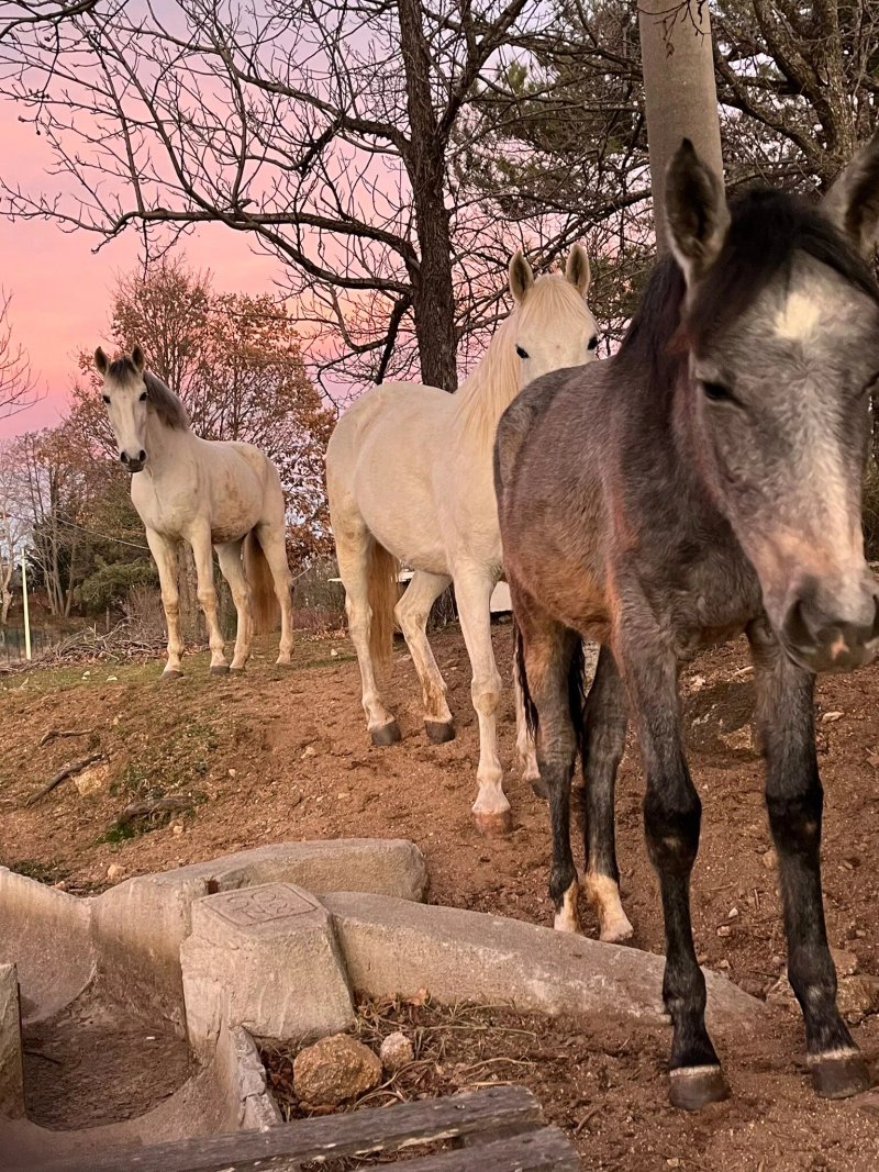 Centro Equestre Bonolegno