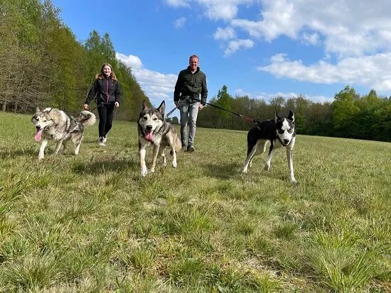 Cripple Creek's Husky Adventures