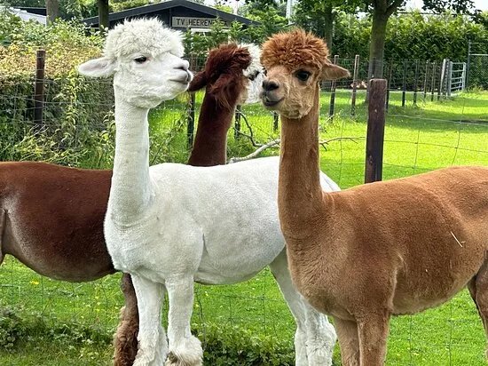 Alpaca's From The Calishoek