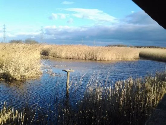 Newport Wetlands