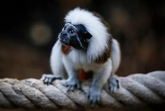 Tropical World