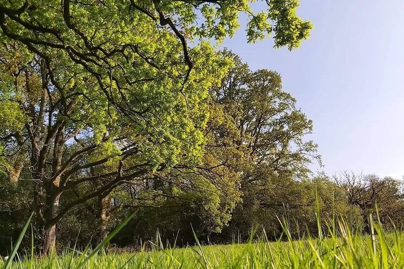 Exclusive camping in 13 acres of magical meadow and woodland.
