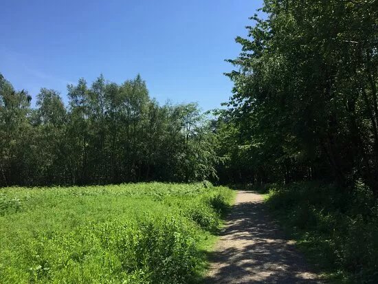 Footland Wood
