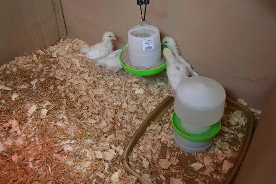 Willow Court Farm & Poultry