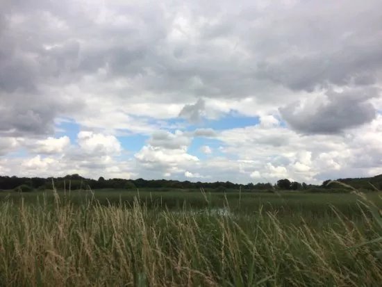 Redgrave and Lopham Fen