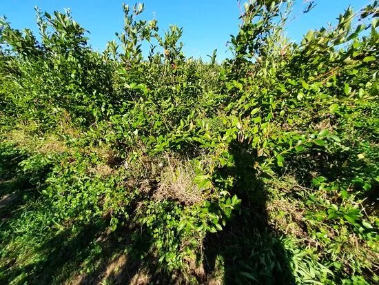 Walden Berries