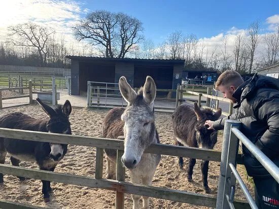 Hayling Island Donkey Sanctuary