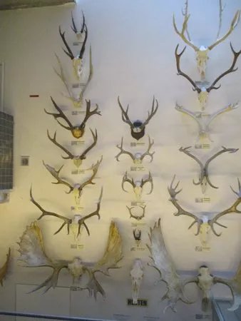 MuseOs