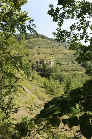 Azienda Agricola Patrone