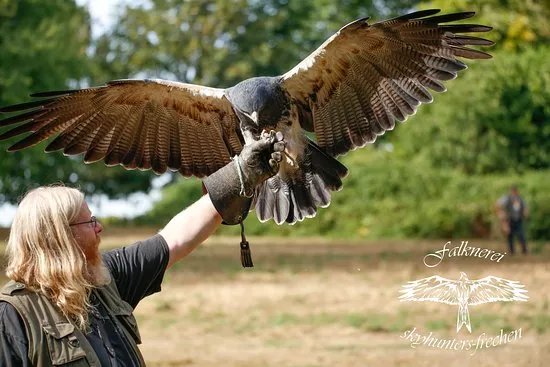 skyhunters in nature -frechen