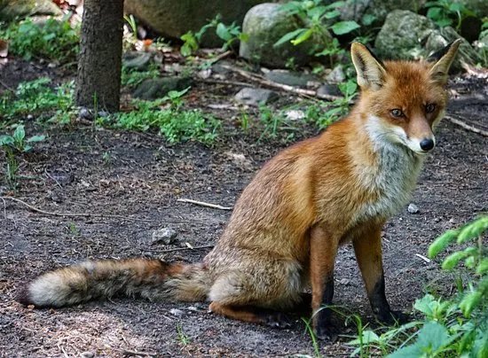 Wildpark Eekholt KG