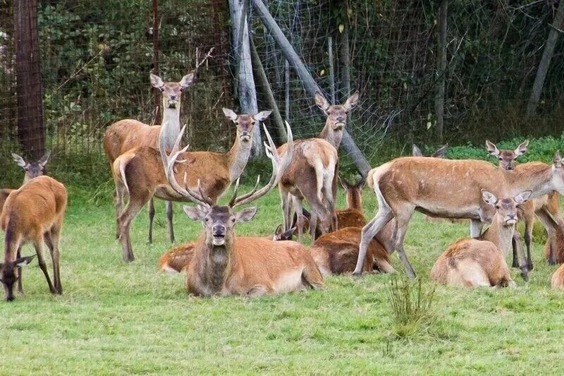 Deer cottage, comfort of 130 m2 with view on the park a hinds