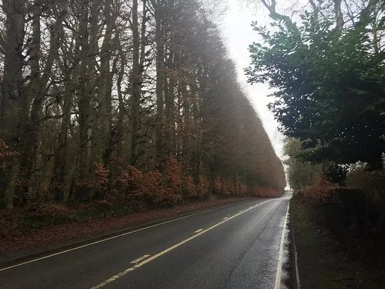 Meikleour Beech Hedges