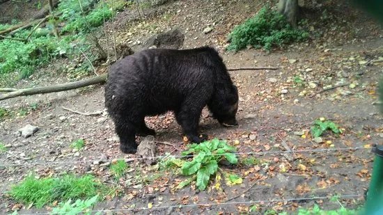 Alternativer Barenpark Worbis
