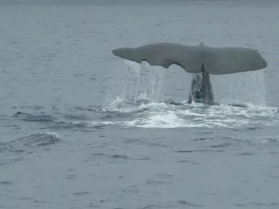Whale Watch Azores