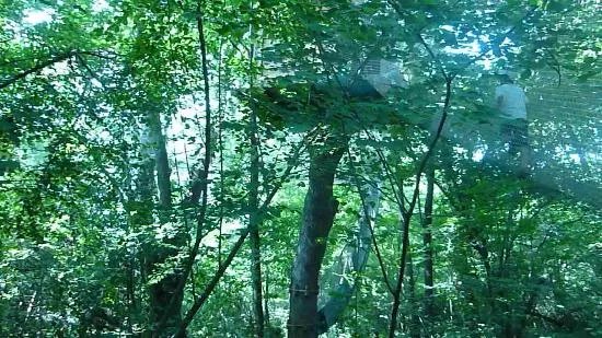 La Foret des Vert'tiges