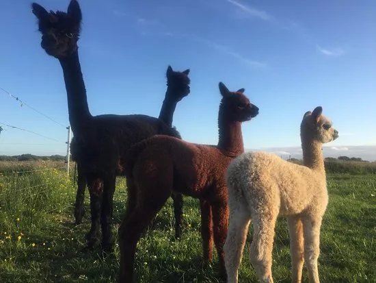 Loop Head Alpacas