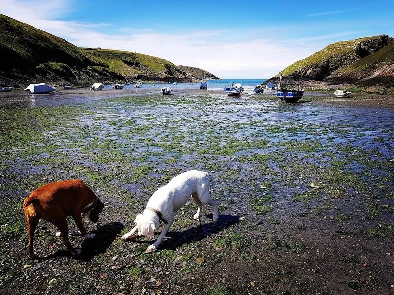 Luxury cottage near the beach in the Pembrokeshire Coast National Park