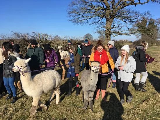Faerie Tale Alpacas