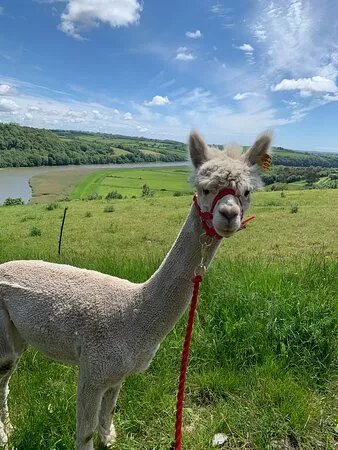 Jeans Family Farm Alpaca Trekking