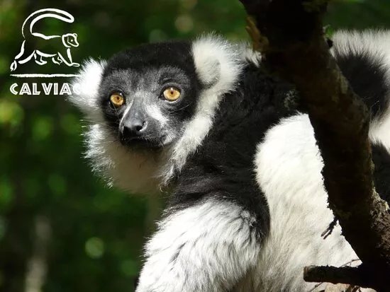 Reserve Zoologique De Calviac