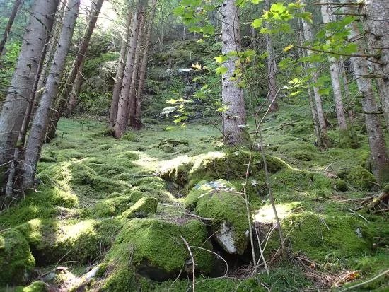Gorges des Tines