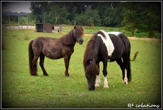 Poney Club de Guidel