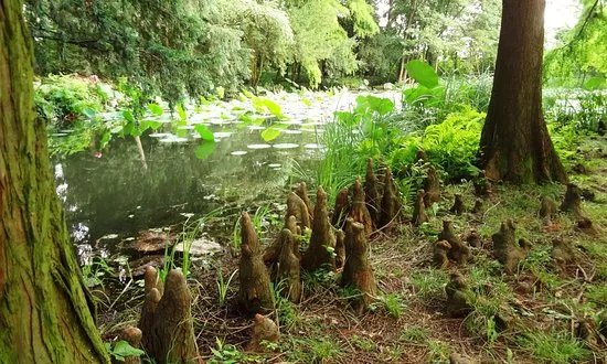 Botanical Garden of the University of Szeged