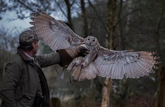 Forest Falconry