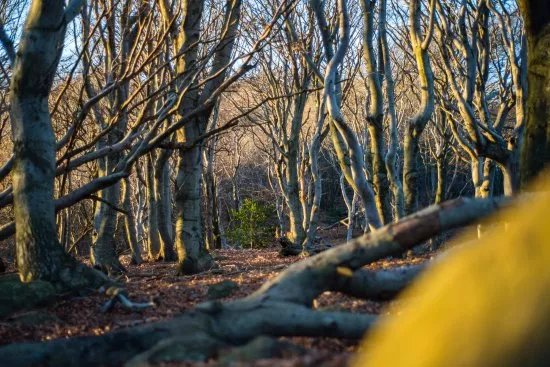 Riserva Naturale Regionale dell'Adelasia