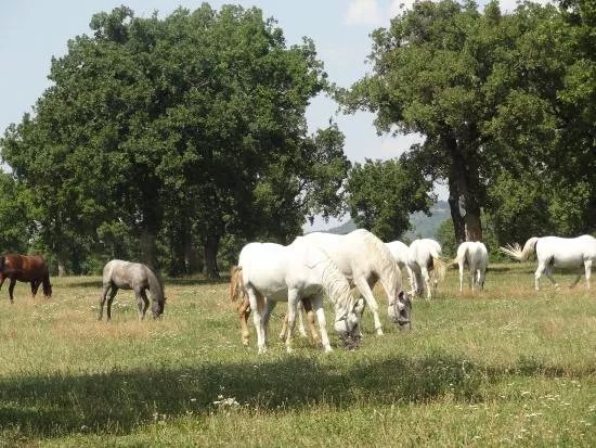 Lipica Stud Farm - Kobilarna Lipica
