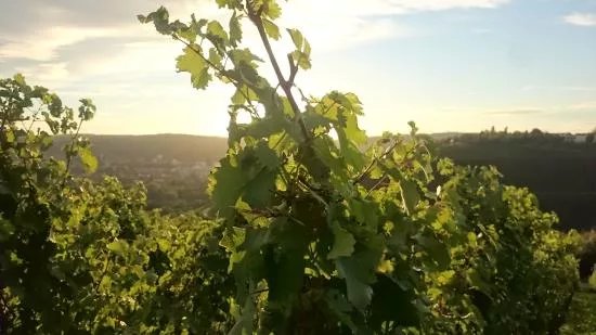 Weingut Schenk