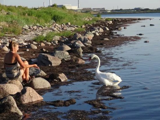 Lomma Hamn